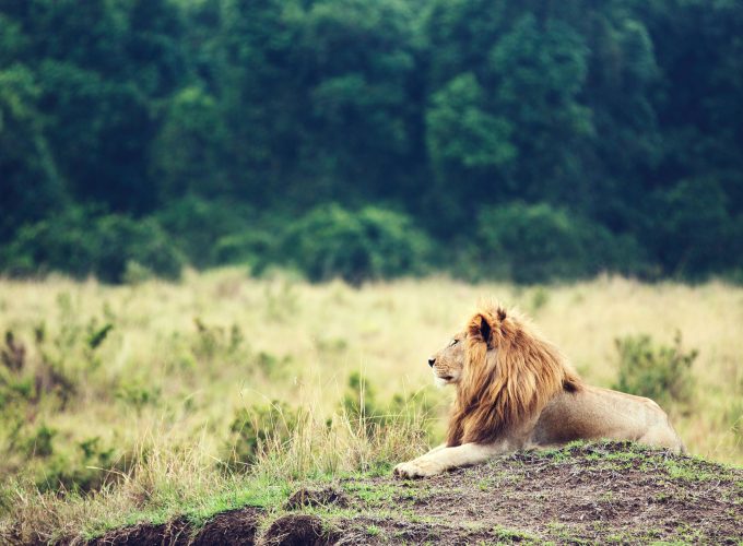 Wallpaper Lion, savanna, trees, Animals 108139500